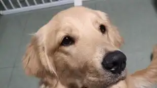 猛男撒娇之泰山压顶
