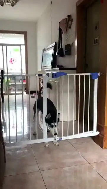 傻狗,表情慌了
