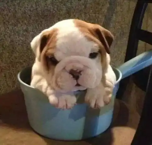 刚出生的小斗牛犬,那呆萌呆萌的无辜表情太可爱了
