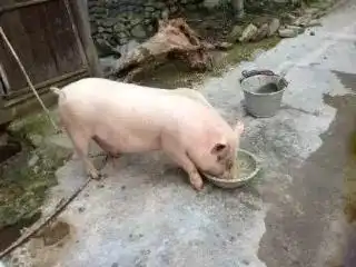 凶罩.
