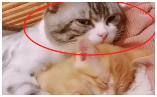 猫咪抱着小媳妇在休息,被铲屎官打扰后,猫咪的表情笑喷

