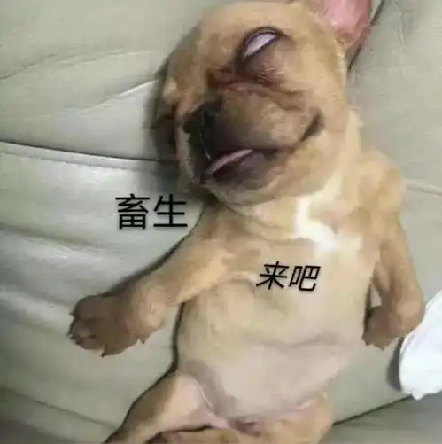 每日沙雕表情包
