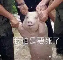 台风中救出来的猪表情包高清下载从台风中救出来的猪被做成表情包完整版腾牛下载
