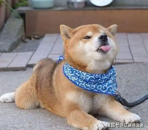 为何日本柴犬在国内这么受欢迎多半这5个原因导致

