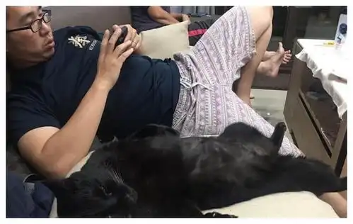 用猫咪对付赖床老爸,只见猫咪一个泰山压顶,再回眸吓退旁人
