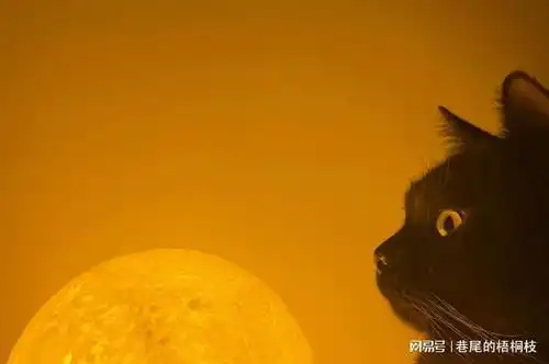 聊斋故事路边救只黑猫,结果黑猫救自己一命,自己也成全了黑猫
