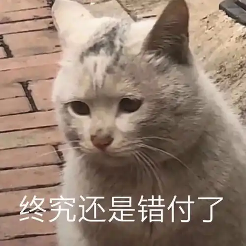 可爱小猫咪表情包奇怪的知识点又增加了

