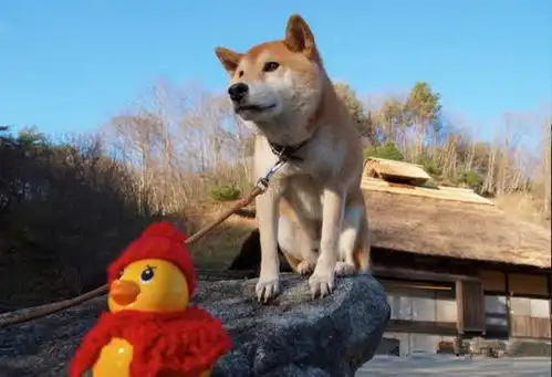 这只柴犬表情包曾风靡全球,如今它已逝世,但把笑容留给了人世
