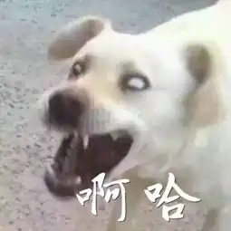 哈哈哈哈哈情侣头像
