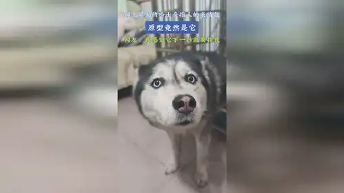 网上爆火的哈士奇指人的表情包,原型竟然是它,网友我感觉它下一秒就要指我
