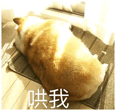表情包来波傻狗
