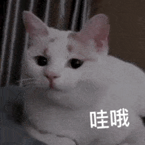 沙雕猫迷惑行为图鉴第一弹,看完笑到窒息哈哈哈

