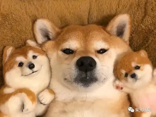 柴串和纯种柴犬有哪些区别
