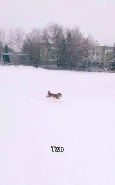 给你们看看家养版东北傻狍子
