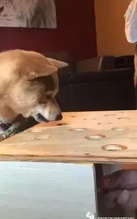 柴犬吃不到热狗,火爆迁怒旁边的无辜汪,表情亮了......
