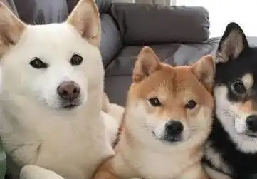 两夫妻养了三只颜色不同的柴犬,其中赤柴最爱争宠,表情也最丰富
