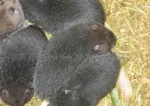 湖南竹鼠湖南竹鼠养殖湖南竹鼠批发长期供应竹鼠种苗
