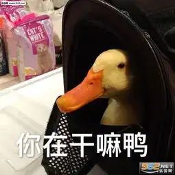 别问我过的好不好又不是没有我支付宝狗子表情包这知识它进不去脑子软萌表情包下载乐游网游戏下载
