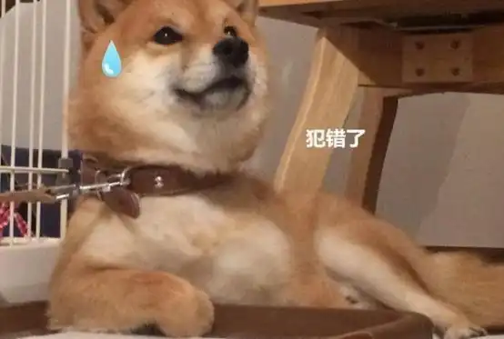柴犬被主人教育,表情逐渐失去管理,网友表情包本包没错了
