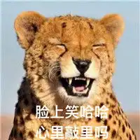 敲里吗表情包搞笑带字敲里lailai卖萌骂人表情包
