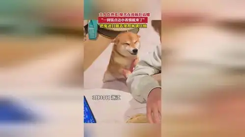 主人吃外卖,柴犬在旁疯狂谄媚一到饭点这小表情就来了把鬼迷日眼表现得淋漓尽致
