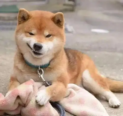 霸道总裁网红柴犬10岁了,以歪嘴笑走红网络,堪称移动表情包

