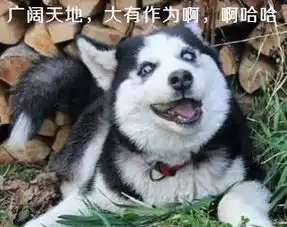 二哈下乡奇遇记解放天性,主人无奈悔不该当初养个傻狗
