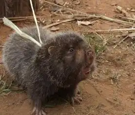 竹鼠的主要价值

