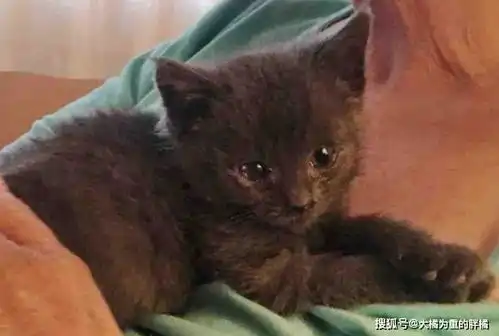 两只悲惨猫咪的幸福相遇,同病相怜的它们从此相依为命,让人感动

